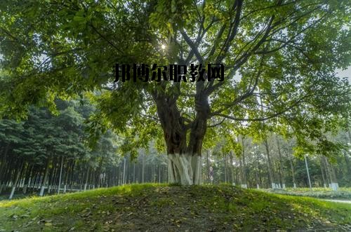 四川檔案學(xué)校2020年報名條件、招生要求、招生對象